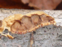 Scytinostroma artocreas