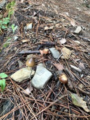 Psilocybe angulospora