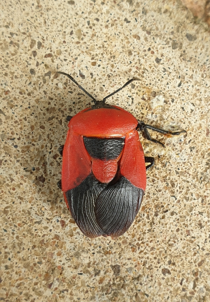 Dinidorinae