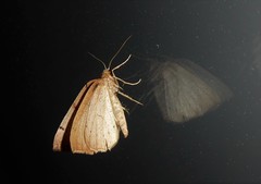 Sestra humeraria