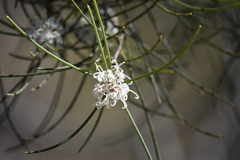 Hakea rostrata