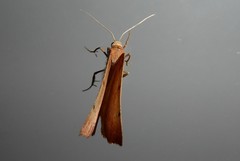 Sestra humeraria
