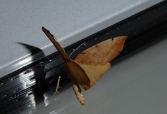 Sestra humeraria