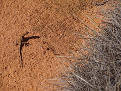 Ctenophorus spinodomus