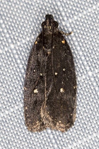 Ardozyga nyctias (Meyrick, 1904)