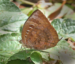 Arhopala centaurus coruscans