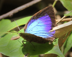 Arhopala centaurus coruscans