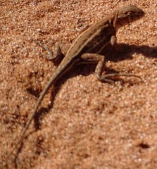 Ctenophorus spinodomus