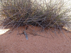 Ctenophorus spinodomus