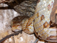 Trimorphodon paucimaculatus