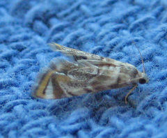 Eoparargyractis irroratalis