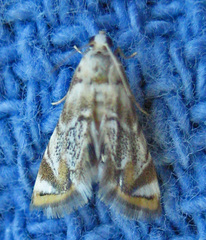 Eoparargyractis irroratalis