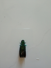 Chrysochroa fulminans
