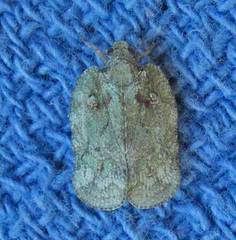 Flataloides scabrosus