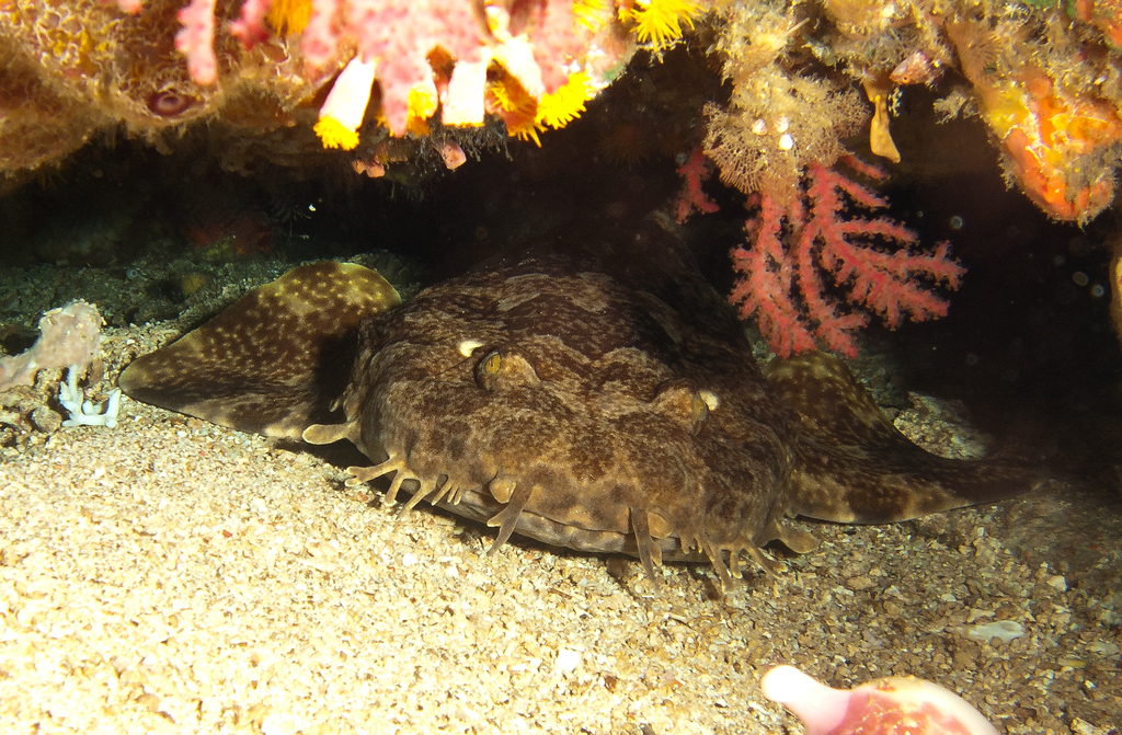 False Cobbler Wobbegong
