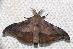 Gonogramma submarcata