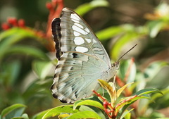 Parthenos sylvia roepstorfii