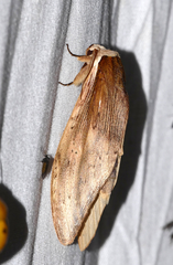 Truncaptera elongata