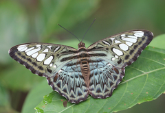 Parthenos sylvia roepstorfii
