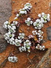 Crassula corallina macrorrhiza