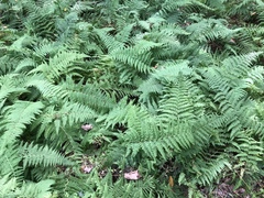 Dennstaedtia punctilobula