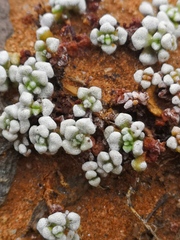 Crassula corallina macrorrhiza