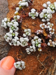 Crassula corallina macrorrhiza
