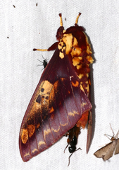 Citheronia phoronea