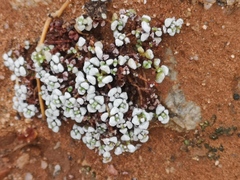 Crassula corallina macrorrhiza