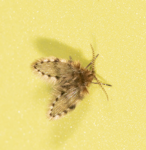 Brunettia alternata observed 2020-09-12