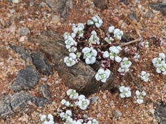 Crassula corallina macrorrhiza