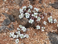 Crassula corallina macrorrhiza