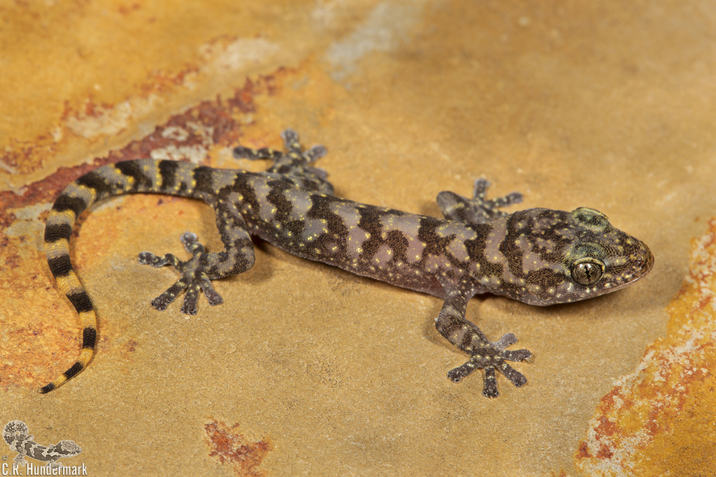 Drakensberg Rock Gecko