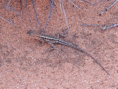 Ctenophorus spinodomus