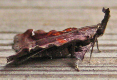 Clydonopteron sacculana