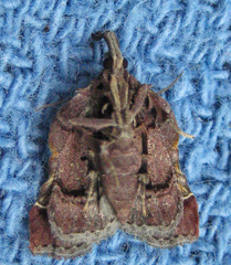 Clydonopteron sacculana