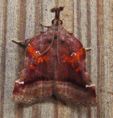 Clydonopteron sacculana