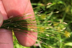 Eleocharis intermedia