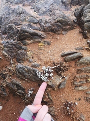 Crassula corallina macrorrhiza