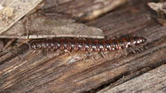 Tasmaniosoma