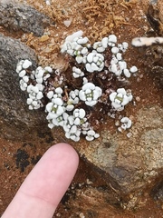 Crassula corallina macrorrhiza