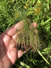 Eleocharis intermedia