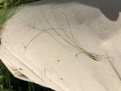 Eleocharis intermedia