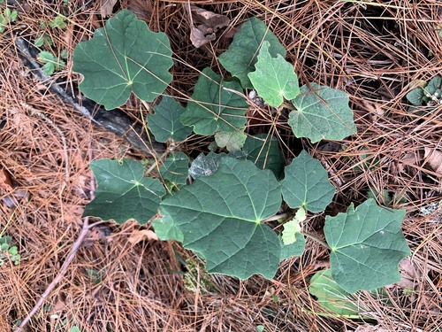 Sinopanax formosanus (Hayata) H.L.Li