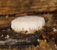 Paradiachea caespitosa