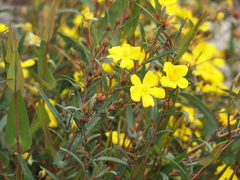 Hibbertia cunninghamii