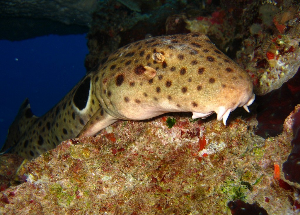 Epaulette Sharks