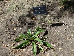 Digitalis parviflora
