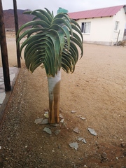 Aloidendron pillansii