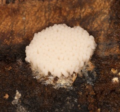 Paradiachea caespitosa